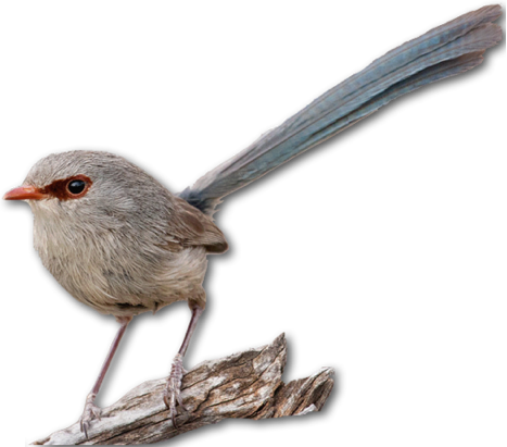 Wren Png Image Transparent PNG Image