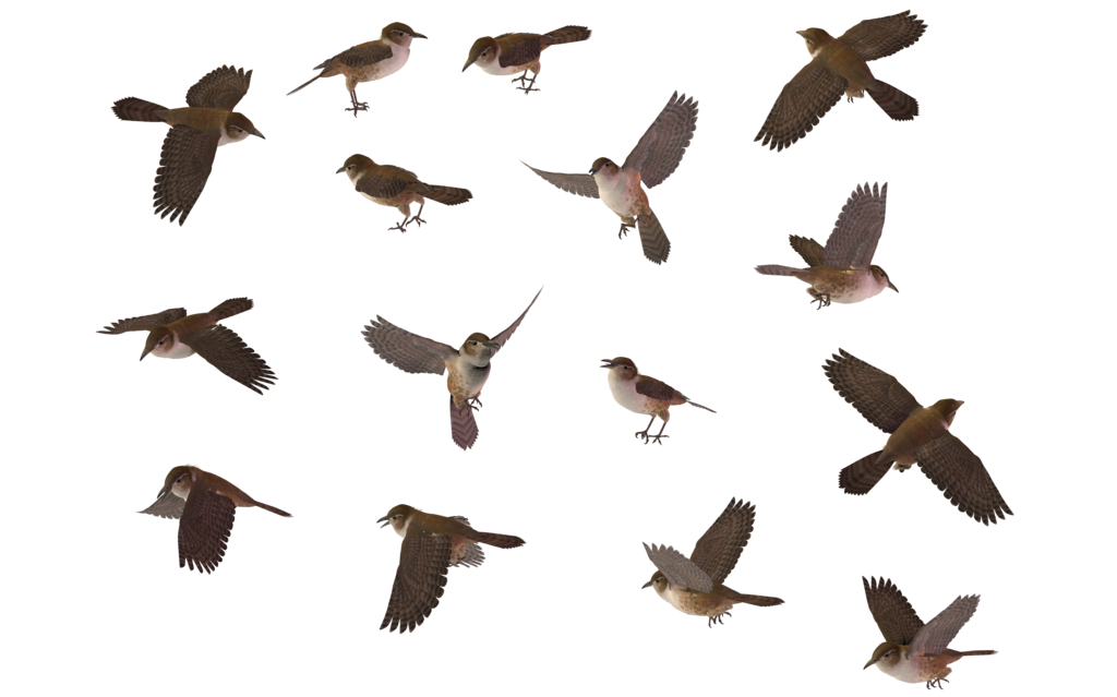 Wren Picture Transparent PNG Image