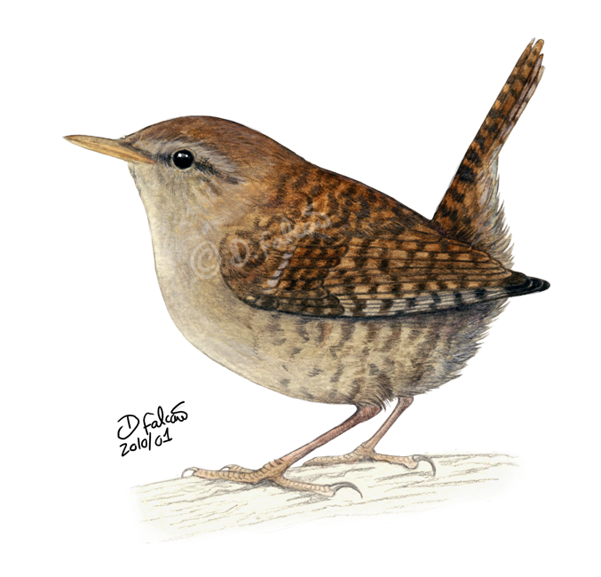 Wren Png Clipart Transparent PNG Image