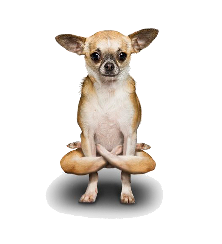 Doga Chihuahua Yoga Poodle Dogs Free PNG HQ Transparent PNG Image