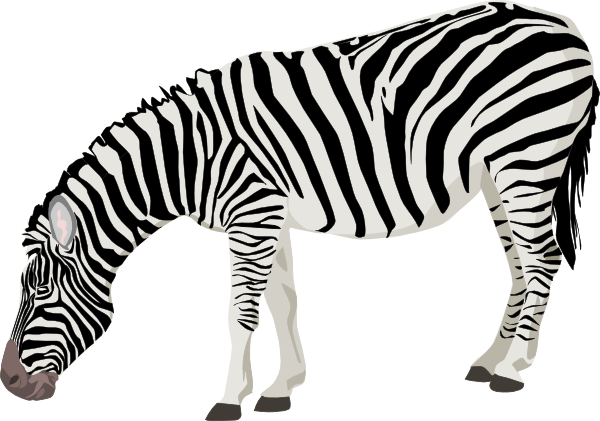 Zebra Free Download Png Transparent PNG Image