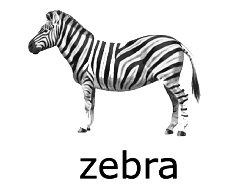 Zebra Transparent Transparent PNG Image