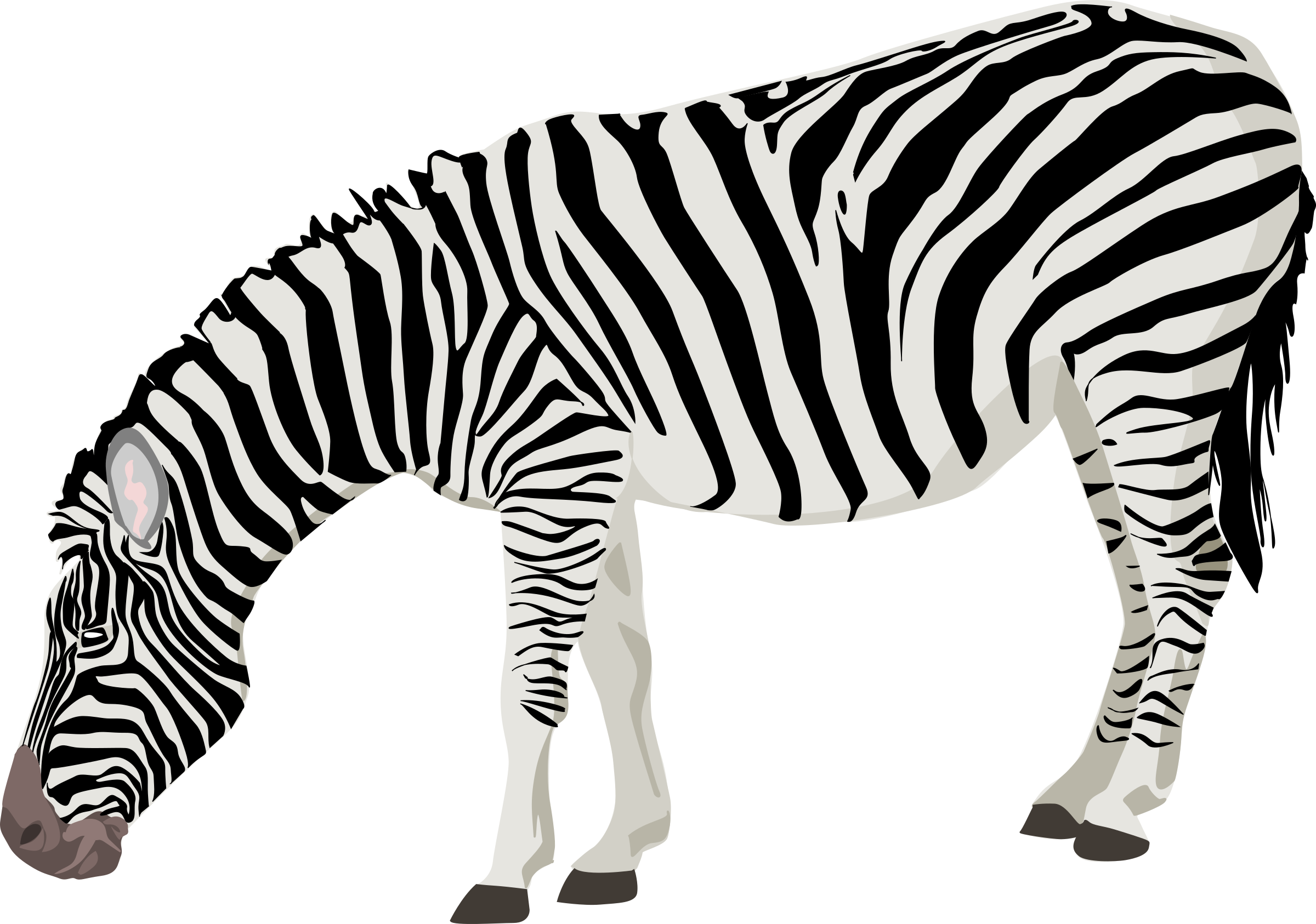 Zebra Photos Transparent PNG Image