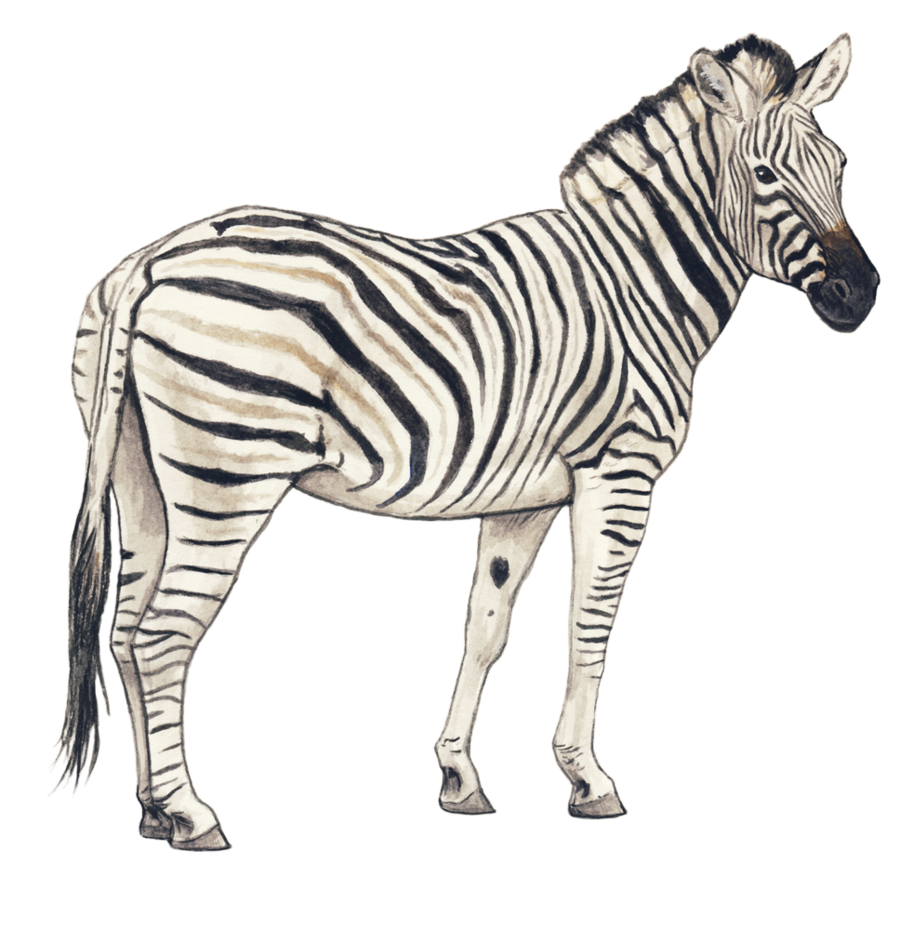 Zebra Clipart Transparent PNG Image