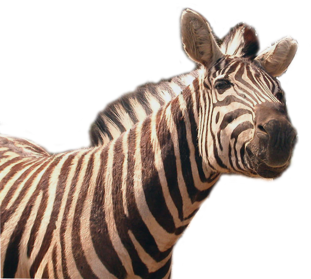 Zebra Transparent Image Transparent PNG Image