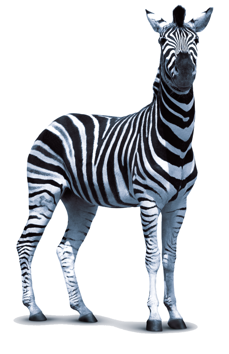 Zebra Png Transparent PNG Image