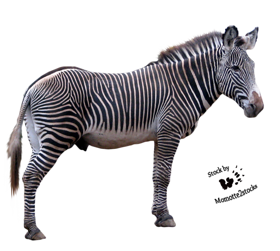 Zebra Picture Transparent PNG Image