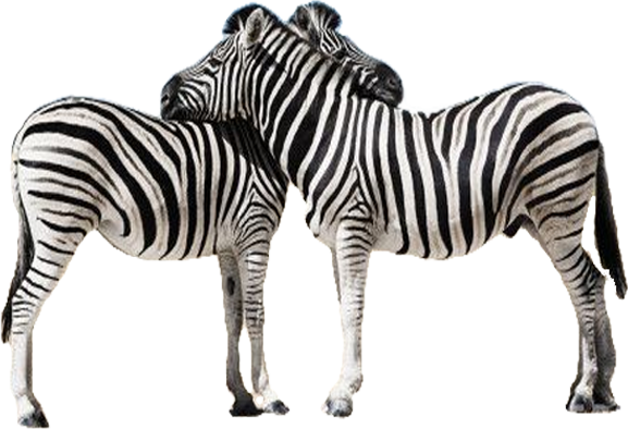 Zebra Png Picture Transparent PNG Image