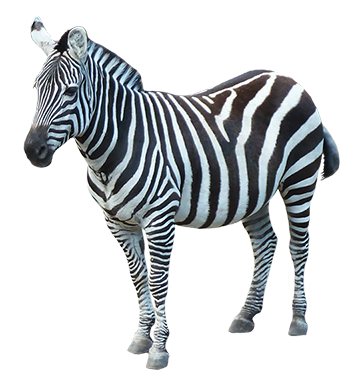 Zebra Png Image Transparent PNG Image